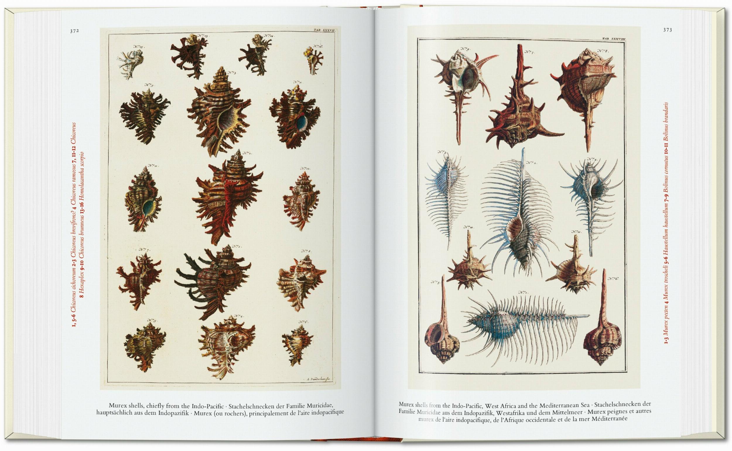 Seba. Cabinet of Natural Curiosities. 45th Ed. (German, French, English)