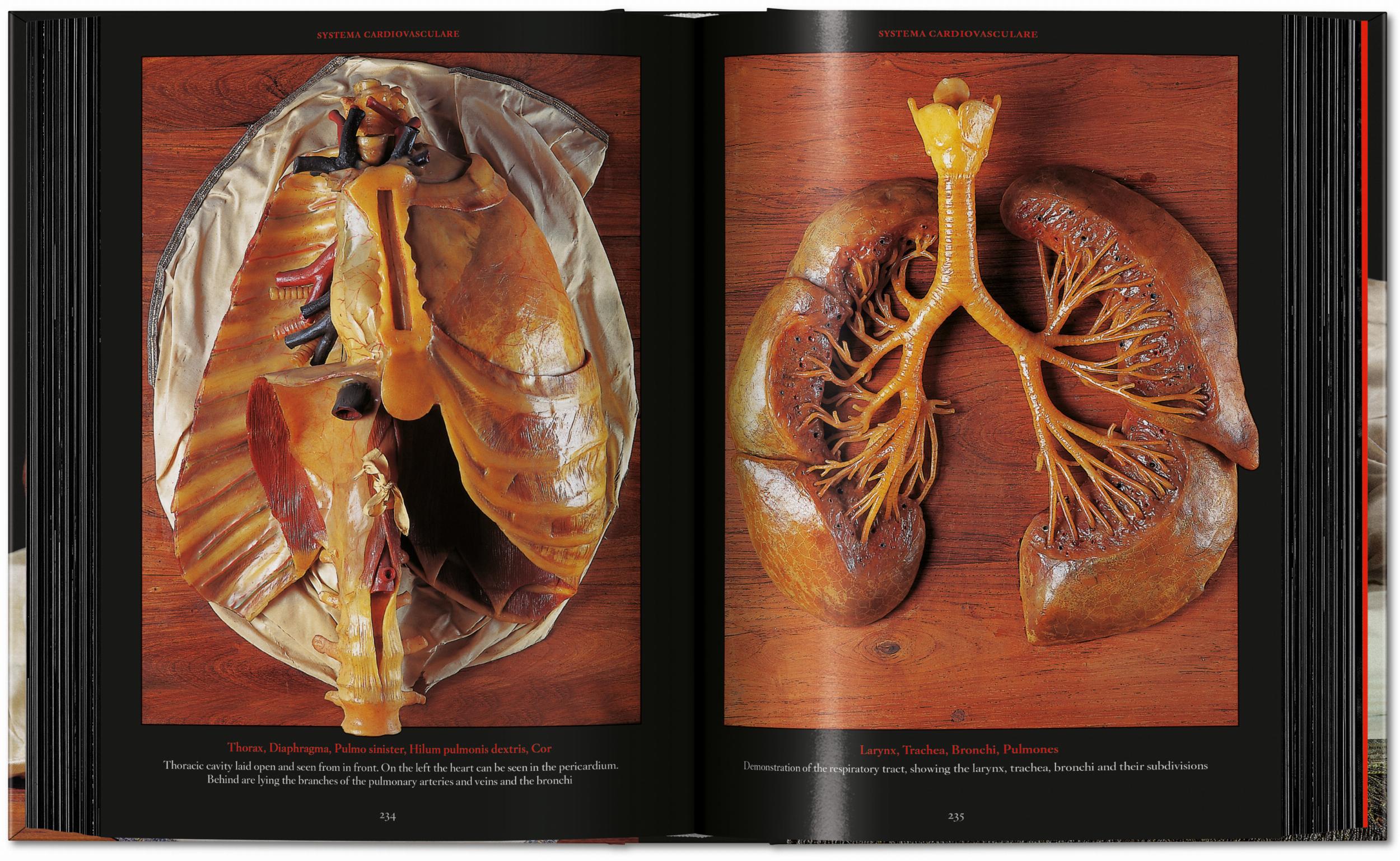 Anatomical Waxes. 45th Ed. (German, French, English)