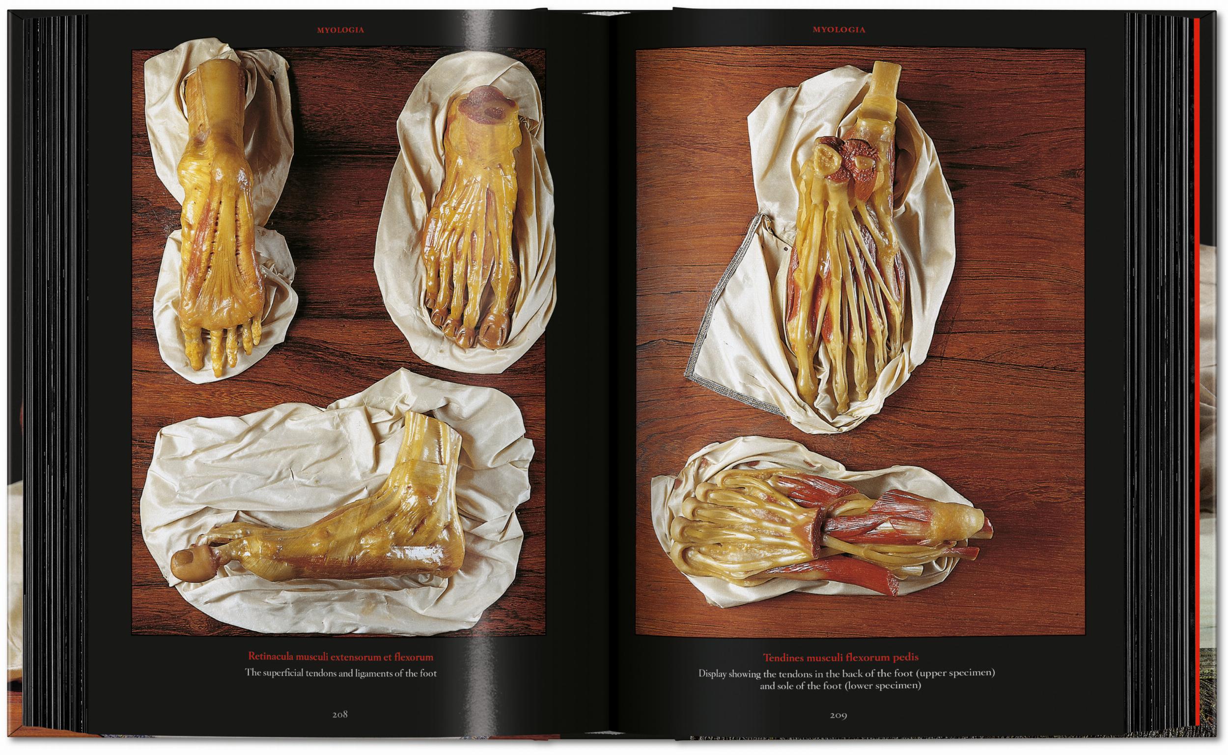 Anatomical Waxes. 45th Ed. (German, French, English)