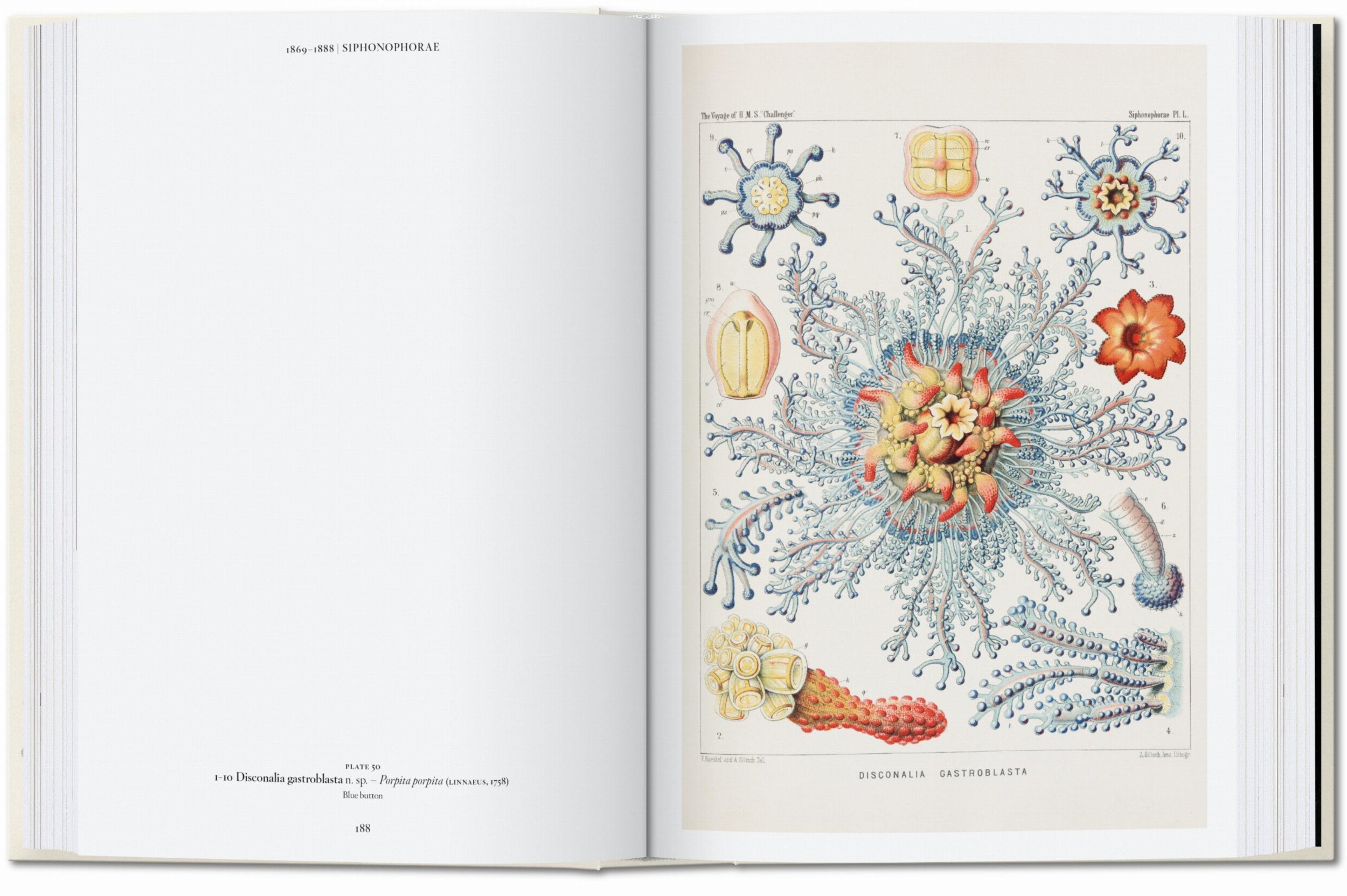 The Art and Science of Ernst Haeckel. 45th Ed. (English)