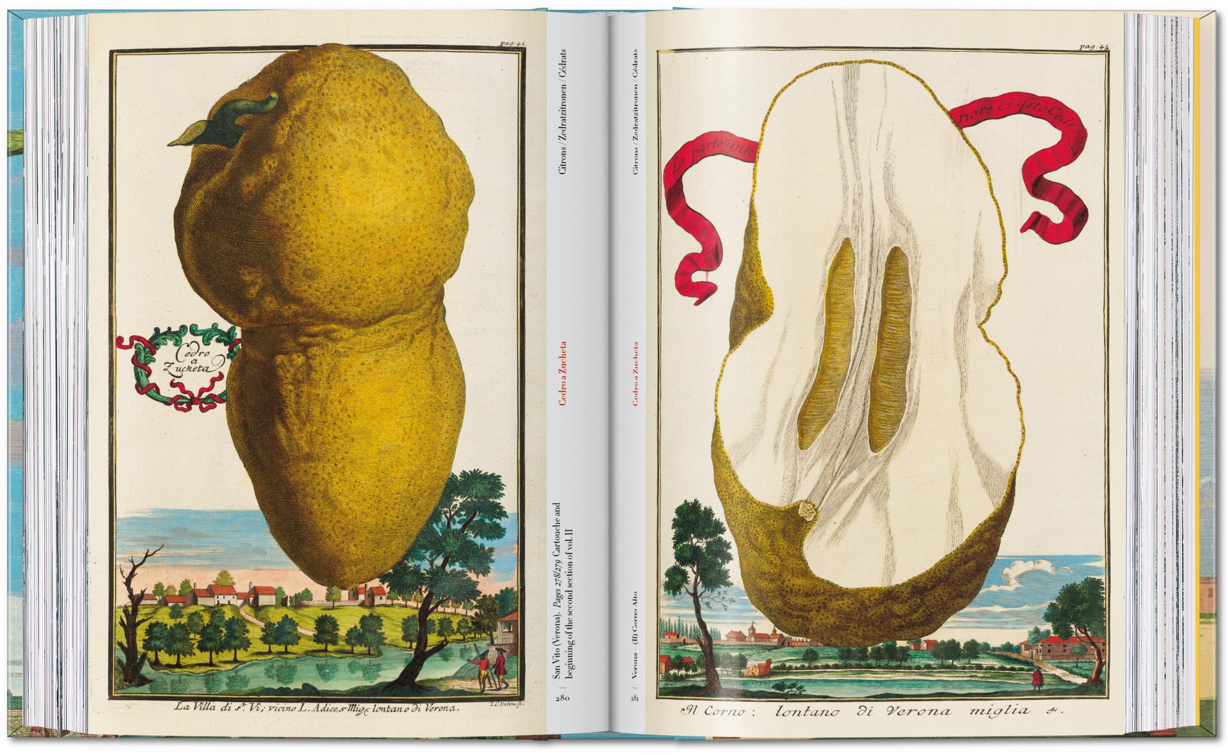 J. C. Volkamer. The Book of Citrus Fruits. 45th Ed. (German, French, English)