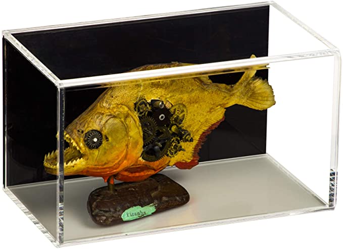Versatile Acrylic Display Case with Slide Back and Size Options