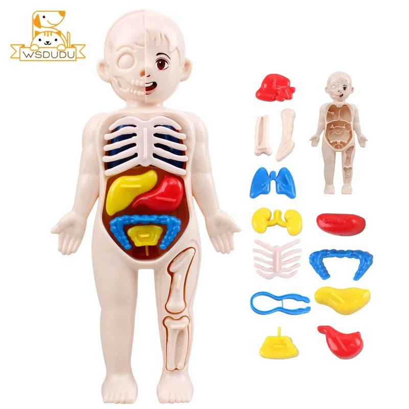 3D Human Organs Anatomy Puzzle – Montessori STEM Educational Toy