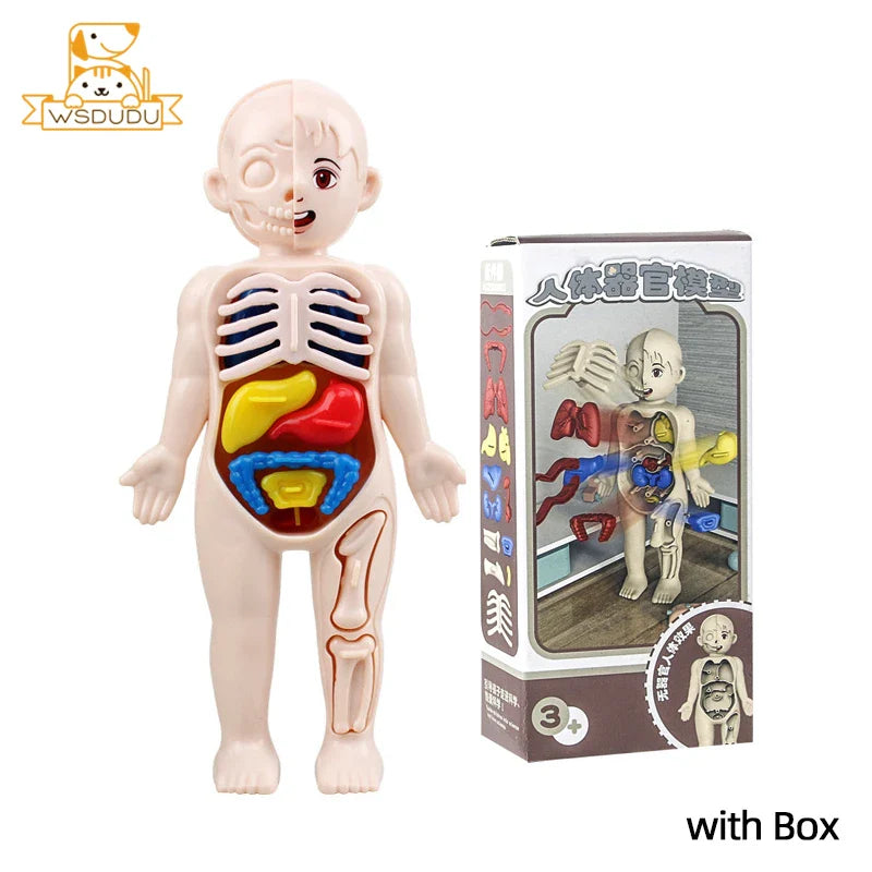 3D Human Organs Anatomy Puzzle – Montessori STEM Educational Toy