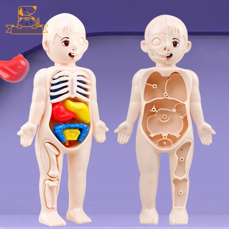 3D Human Organs Anatomy Puzzle – Montessori STEM Educational Toy