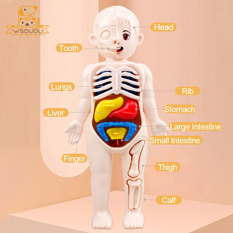 3D Human Organs Anatomy Puzzle – Montessori STEM Educational Toy