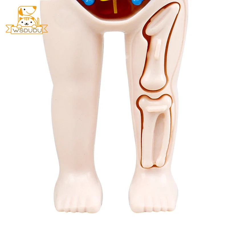 3D Human Organs Anatomy Puzzle – Montessori STEM Educational Toy