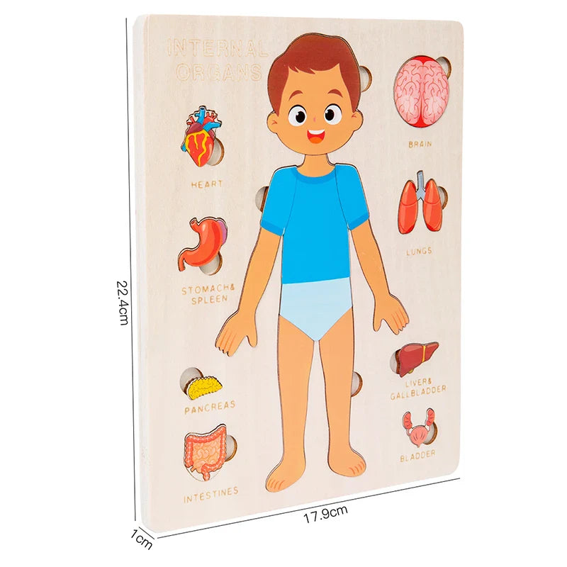 Kids Wooden Montessori Human Body Puzzle – Educational Anatomy Toy for Learning