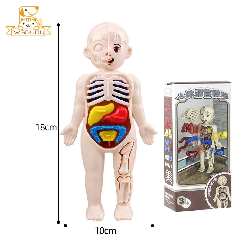 3D Human Organs Anatomy Puzzle – Montessori STEM Educational Toy