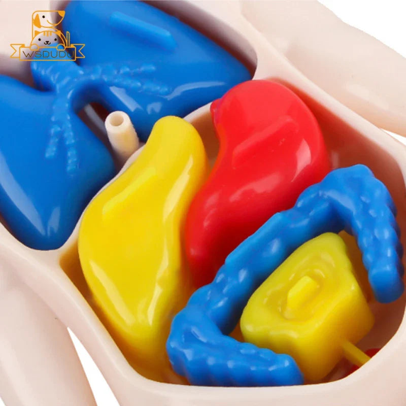 3D Human Organs Anatomy Puzzle – Montessori STEM Educational Toy