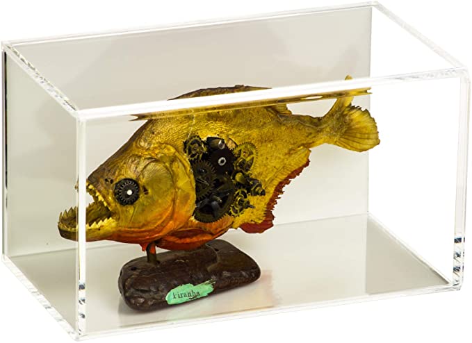 Versatile Acrylic Display Case with Slide Back and Size Options