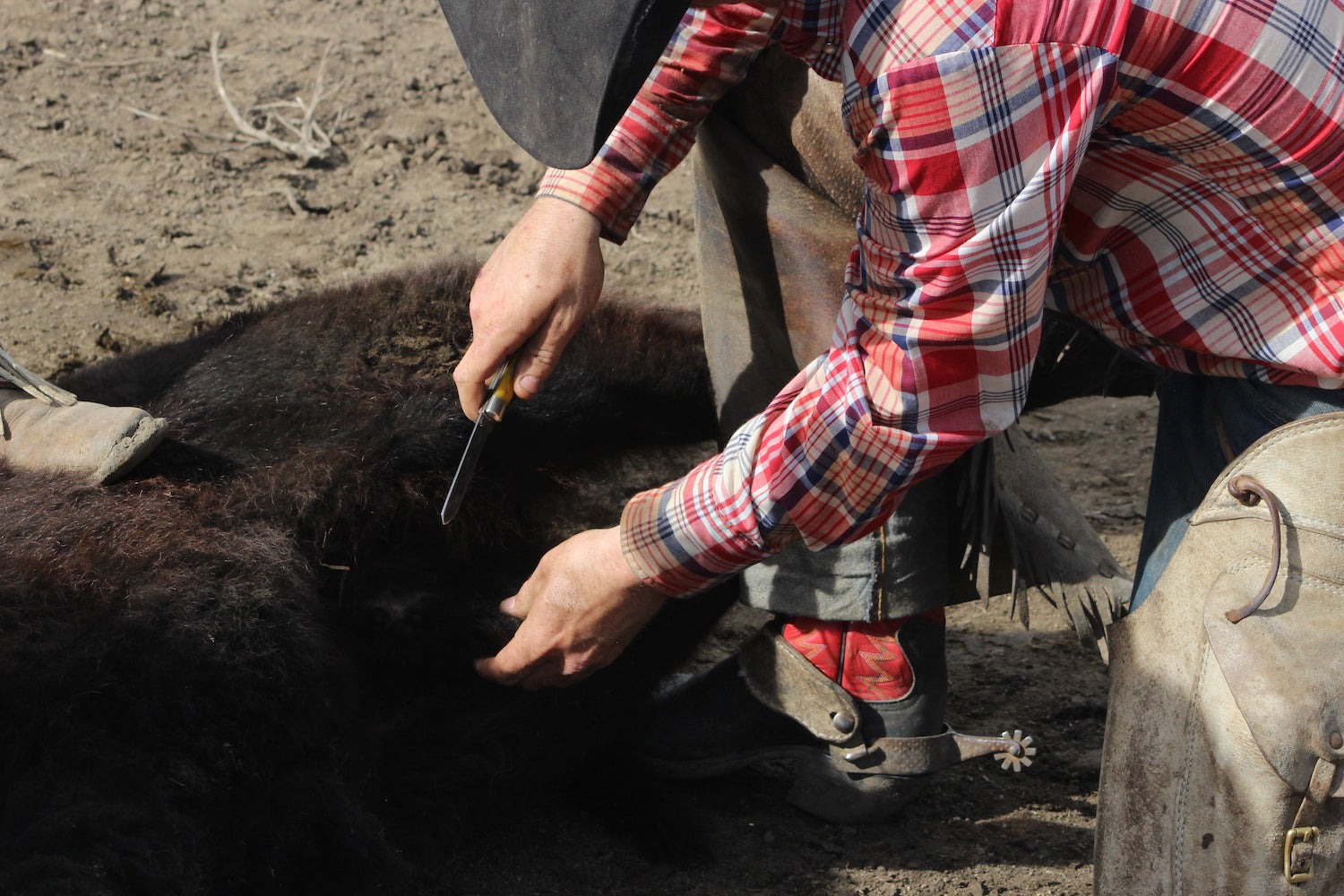 Premium Damascus Bull Cutter Knife - 7" Hand Forged Steel with Exotic Blue Wood Handle