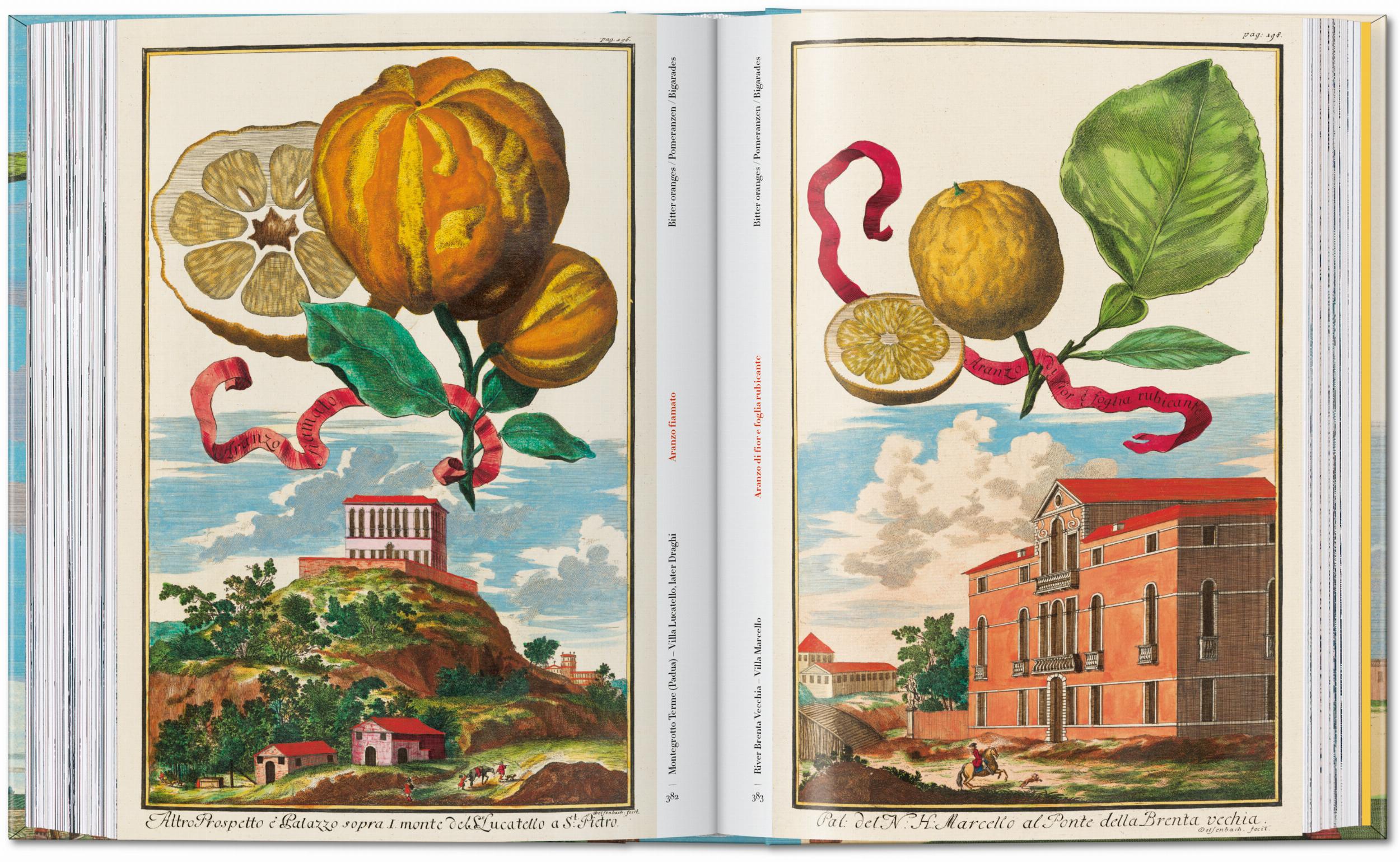 J. C. Volkamer. The Book of Citrus Fruits. 45th Ed. (German, French, English)