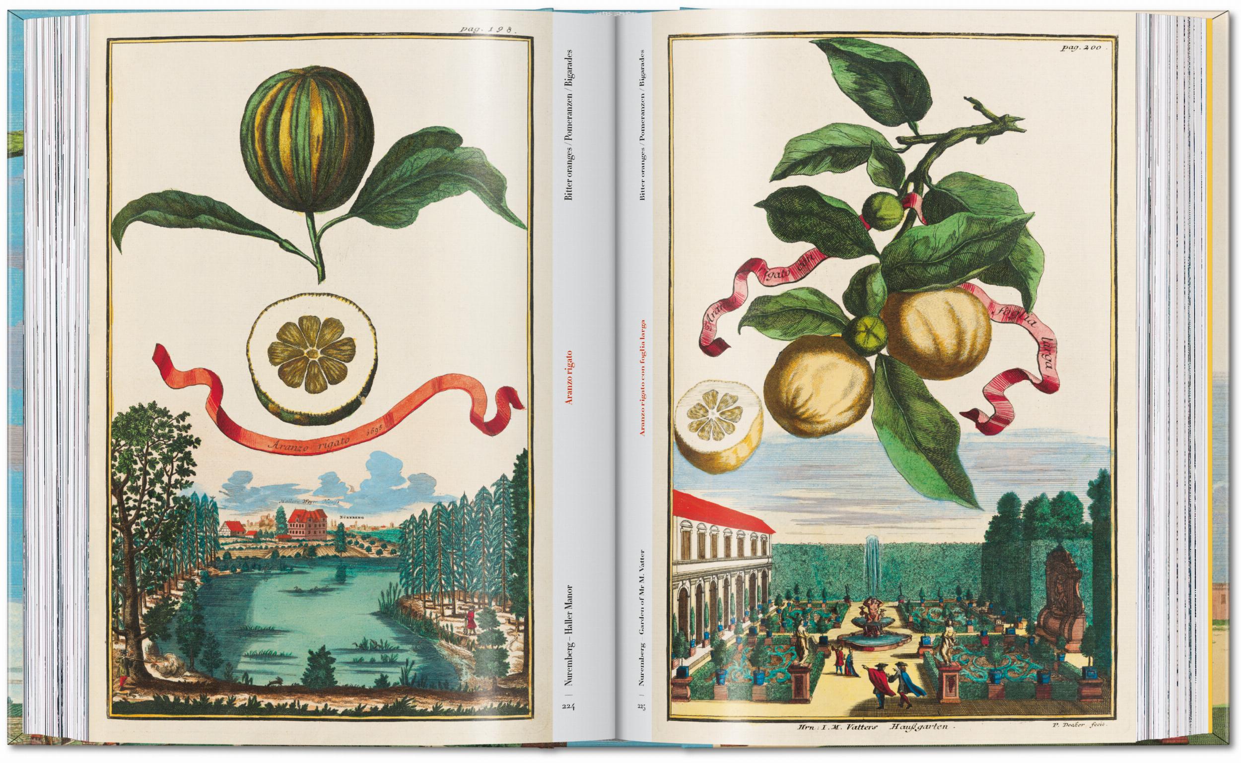 J. C. Volkamer. The Book of Citrus Fruits. 45th Ed. (German, French, English)