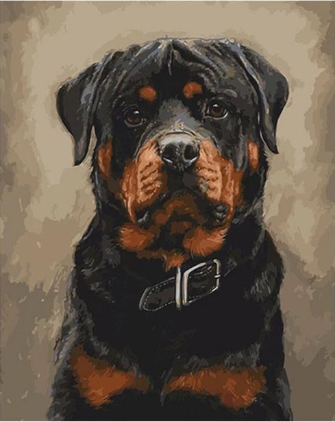 Rottweiler Dog