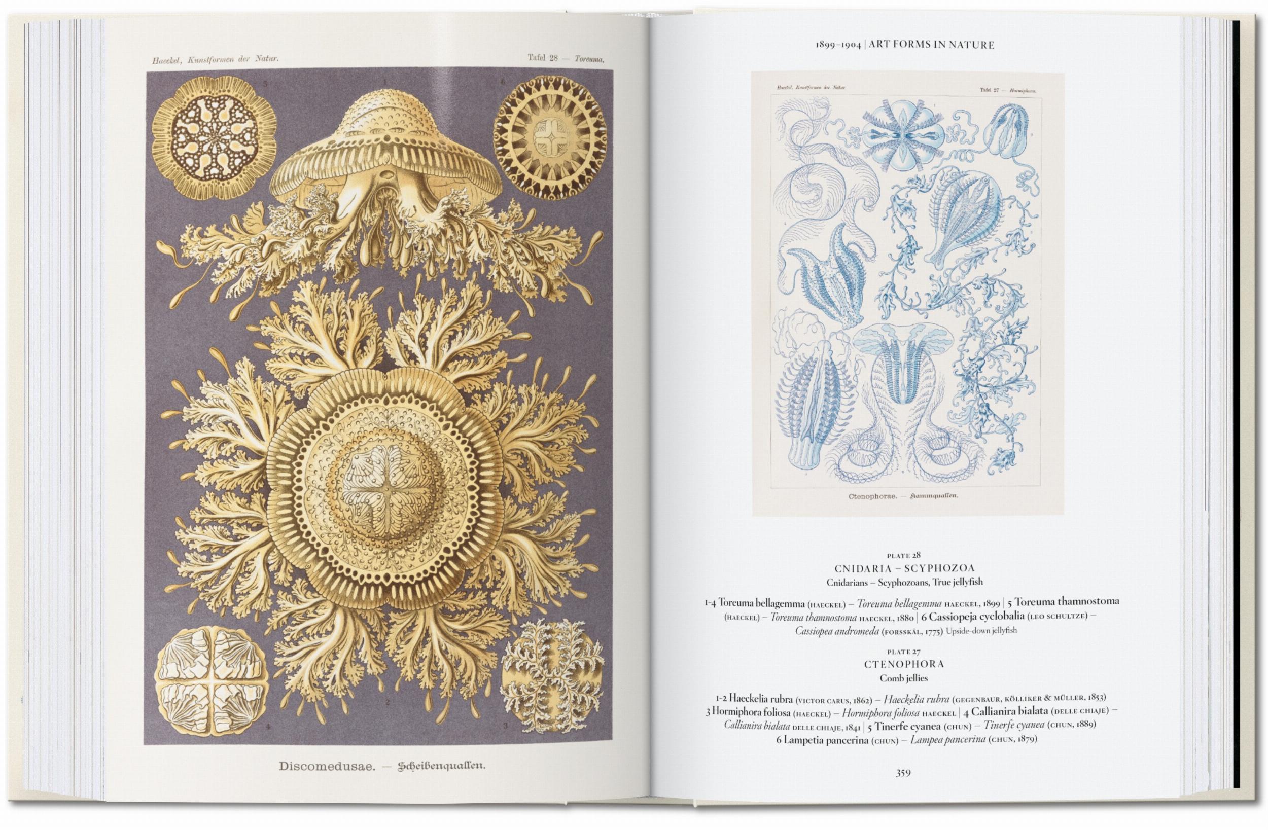 The Art and Science of Ernst Haeckel. 45th Ed. (English)