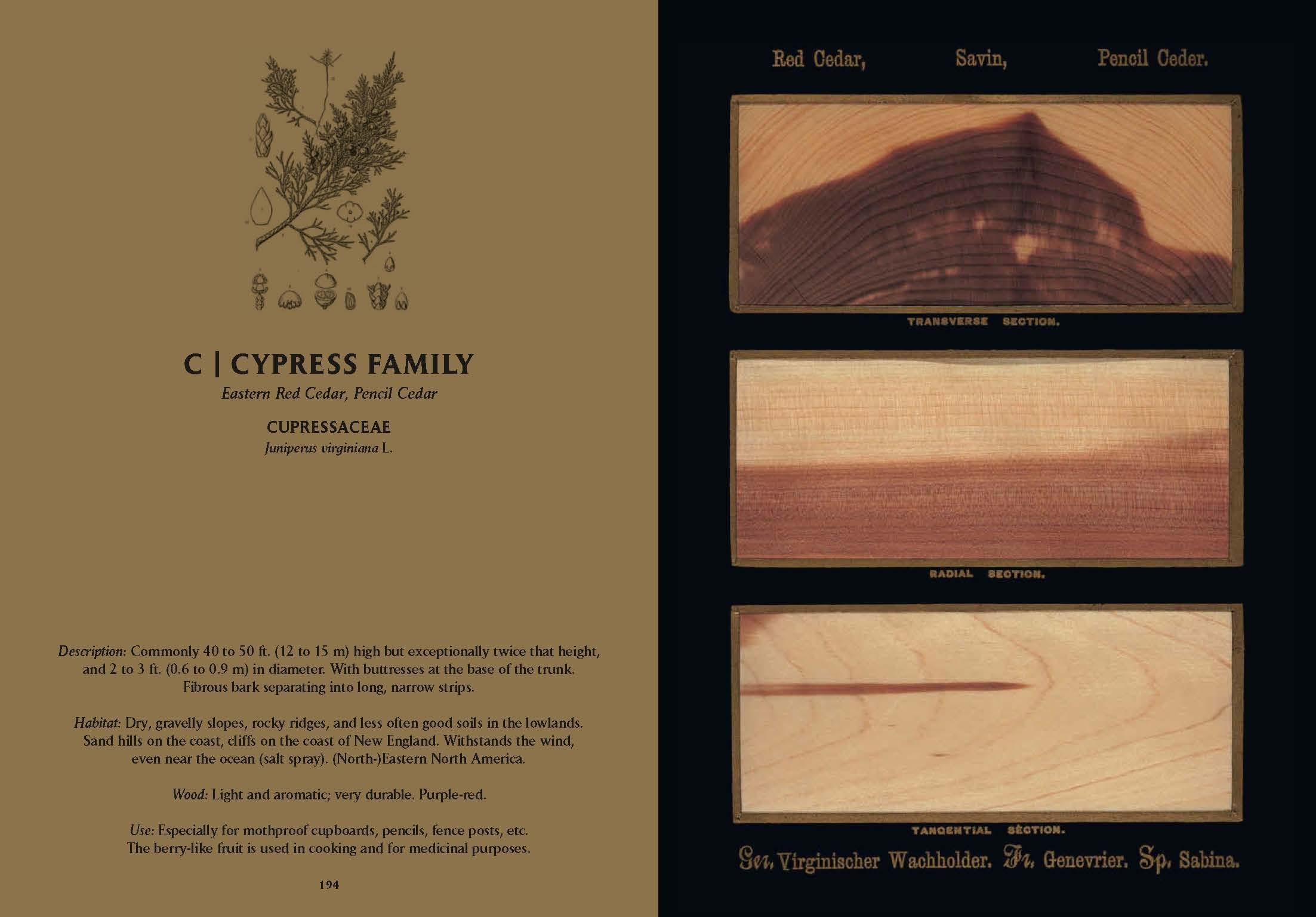 Romeyn B. Hough. The Woodbook. The Complete Plates (English)