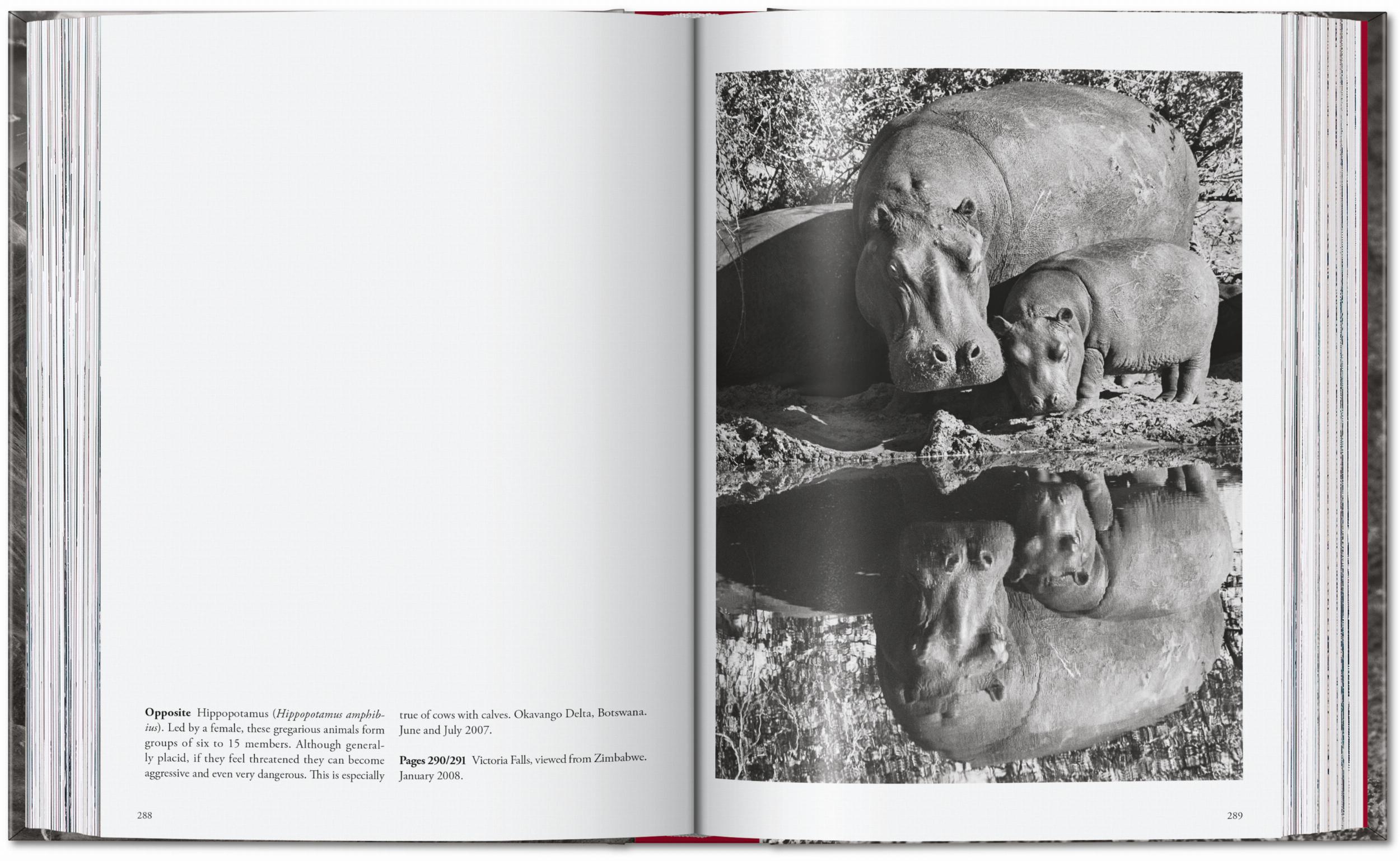 Sebastião Salgado. Genesis. 45th Ed. (English)