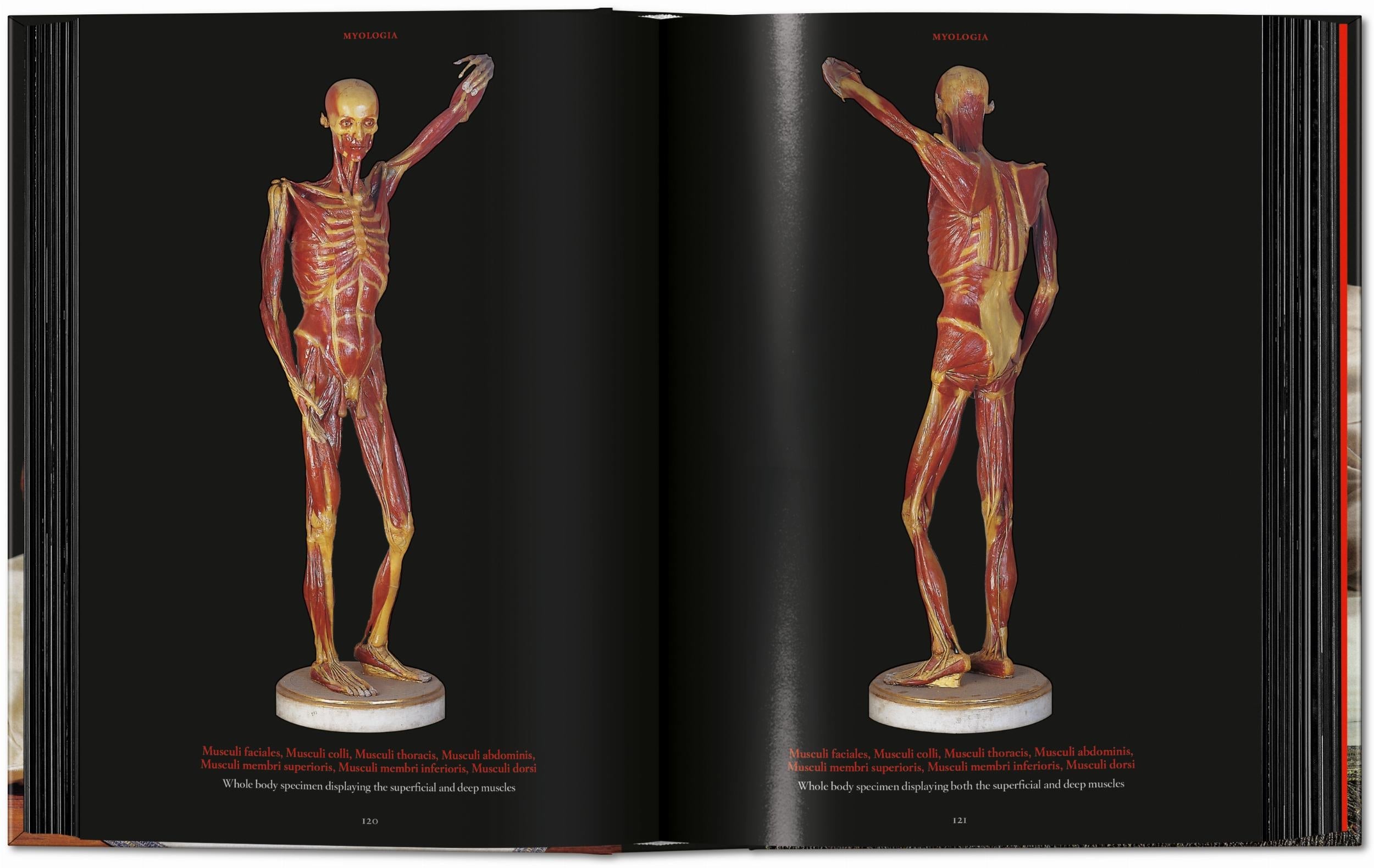 Anatomical Waxes. 45th Ed. (German, French, English)