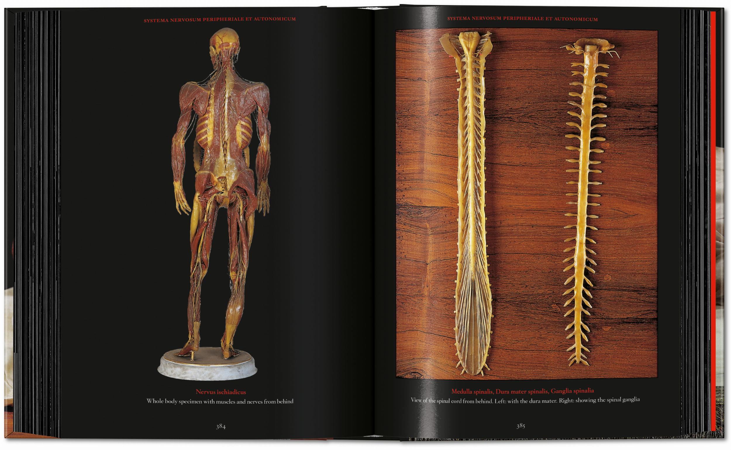 Anatomical Waxes. 45th Ed. (German, French, English)