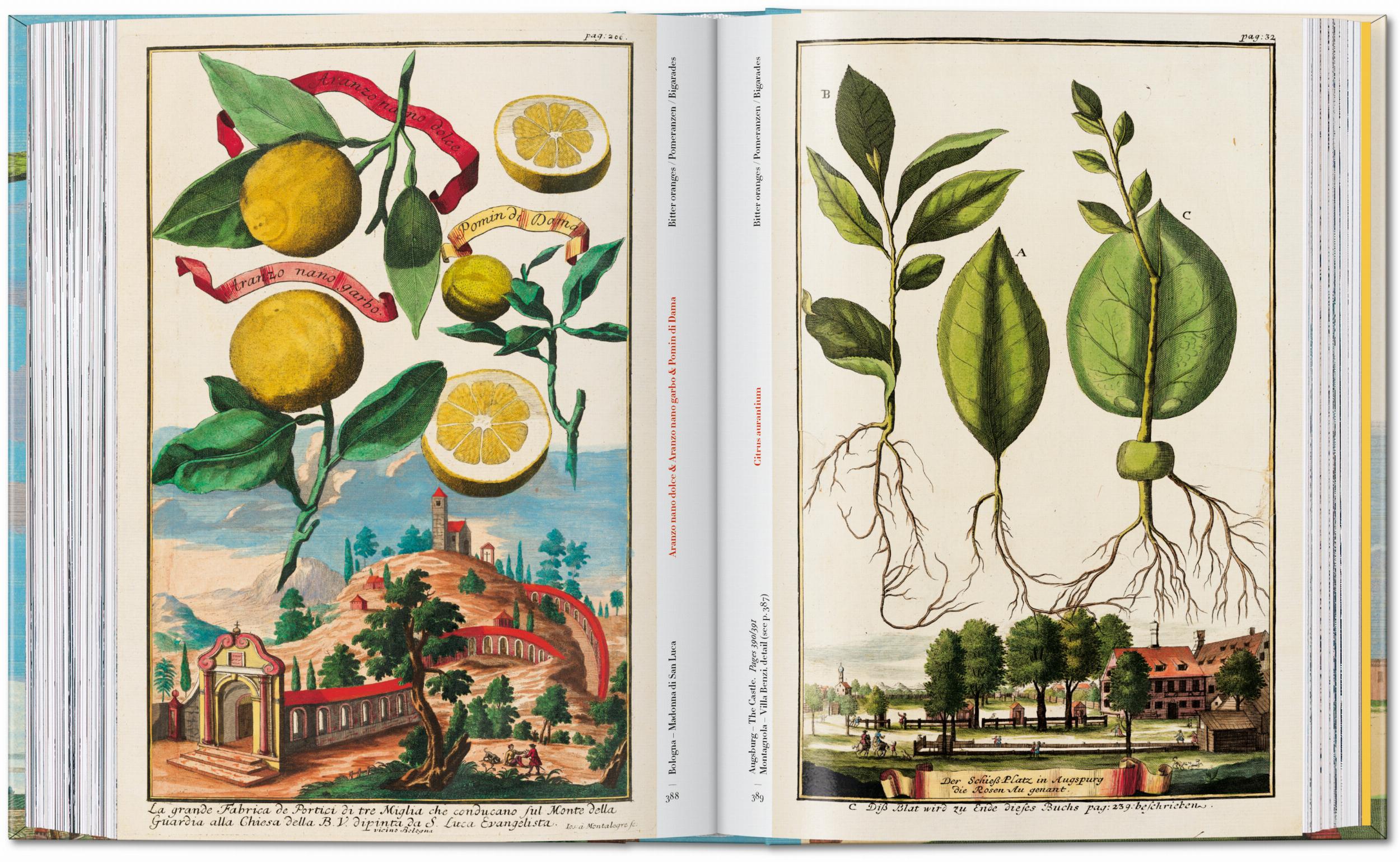 J. C. Volkamer. The Book of Citrus Fruits. 45th Ed. (German, French, English)