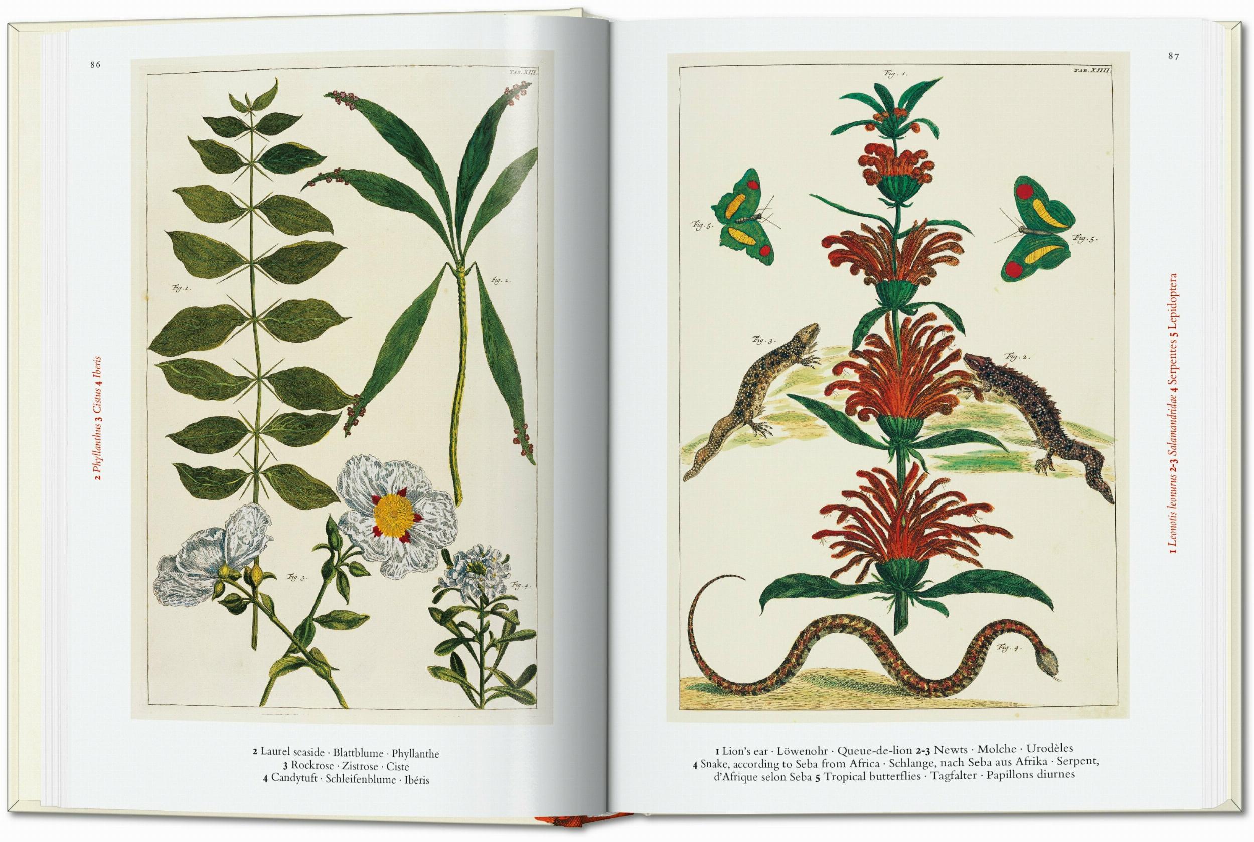 Seba. Cabinet of Natural Curiosities. 45th Ed. (German, French, English)
