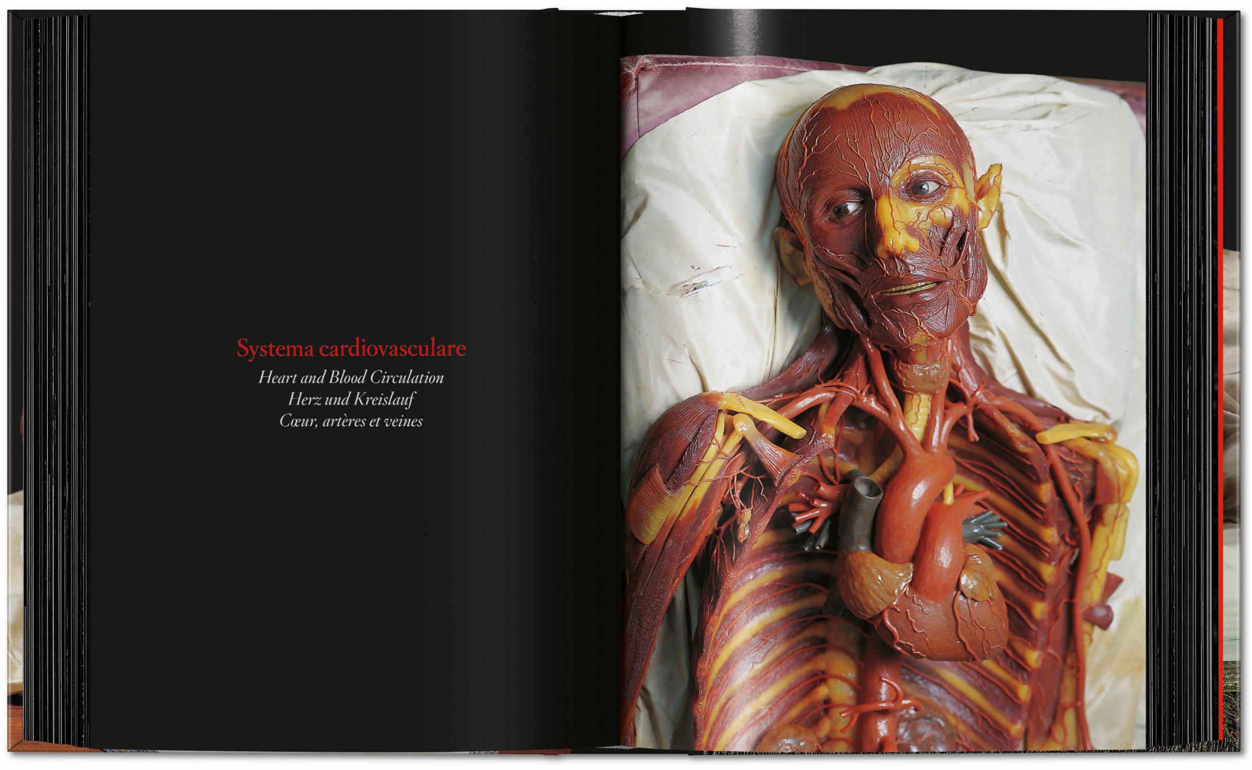 Anatomical Waxes. 45th Ed. (German, French, English)
