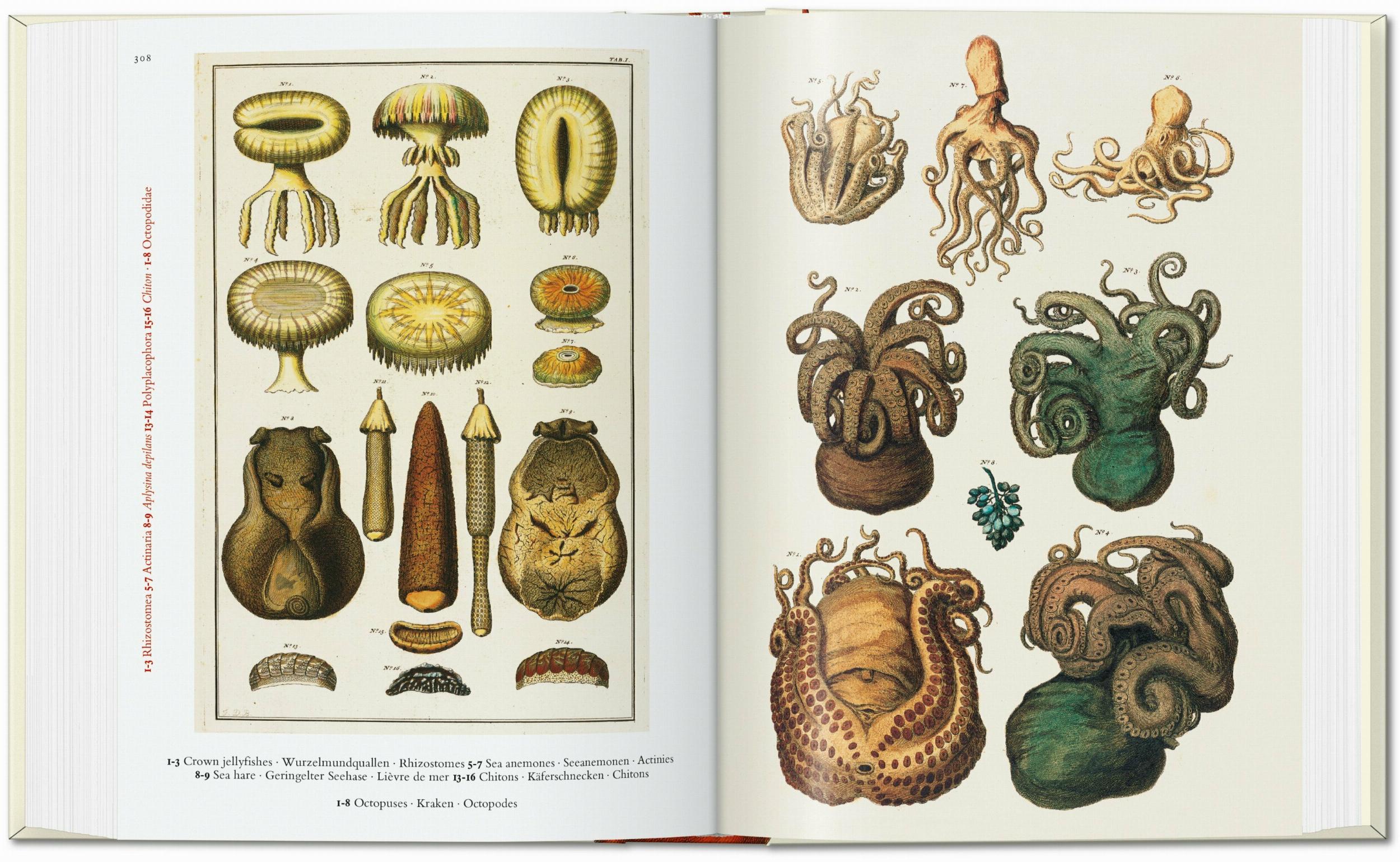 Seba. Cabinet of Natural Curiosities. 45th Ed. (German, French, English)