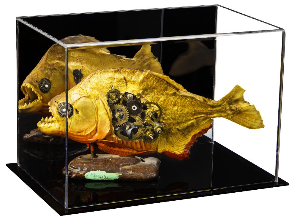 Versatile Acrylic Display Cases with Double Sheet Base with Mirror Case