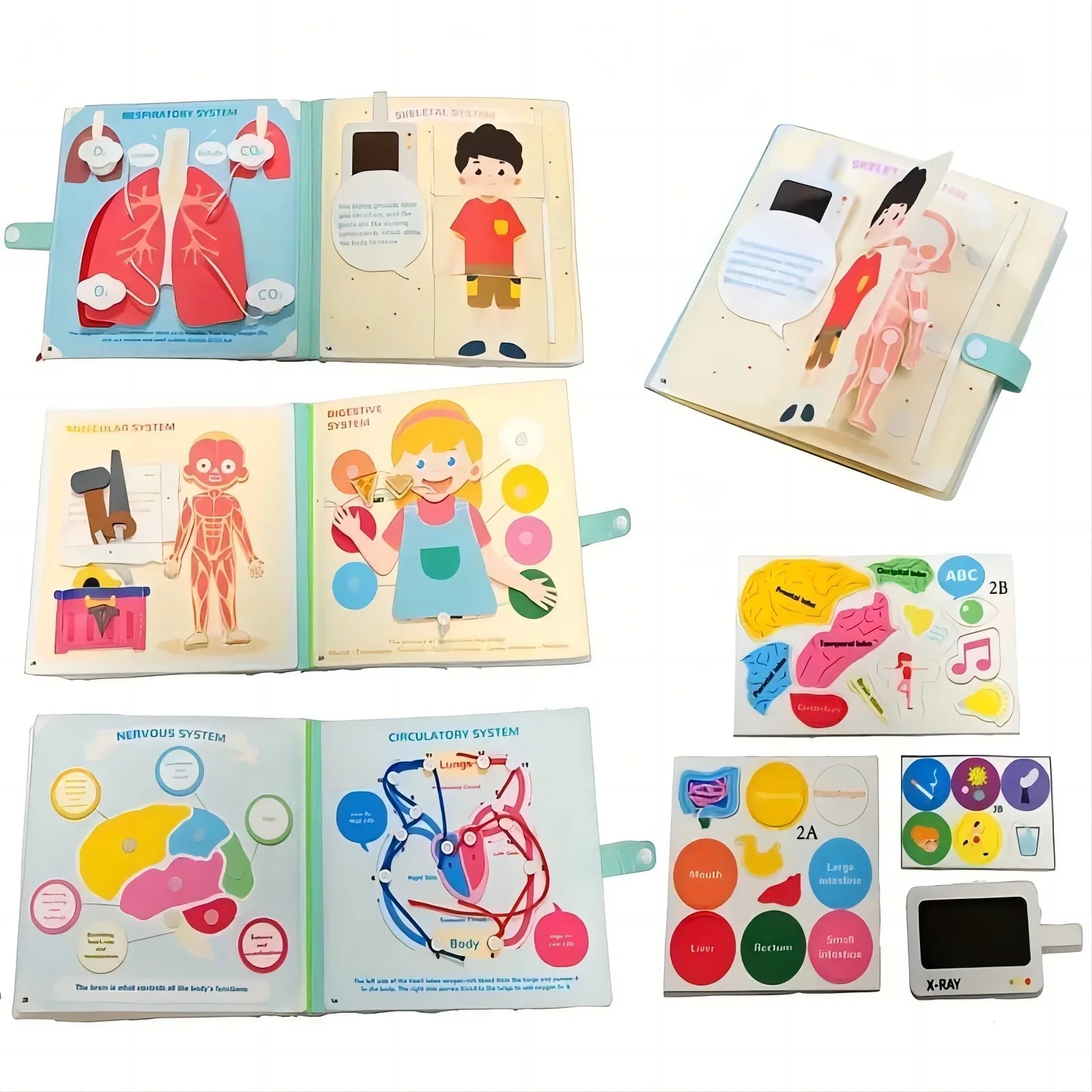 Human Body Parts Quiet Book – Educational Anatomy Felt Board for Toddlers