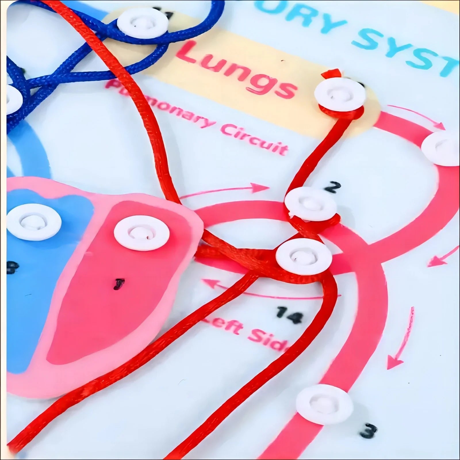 Human Body Parts Quiet Book – Educational Anatomy Felt Board for Toddlers