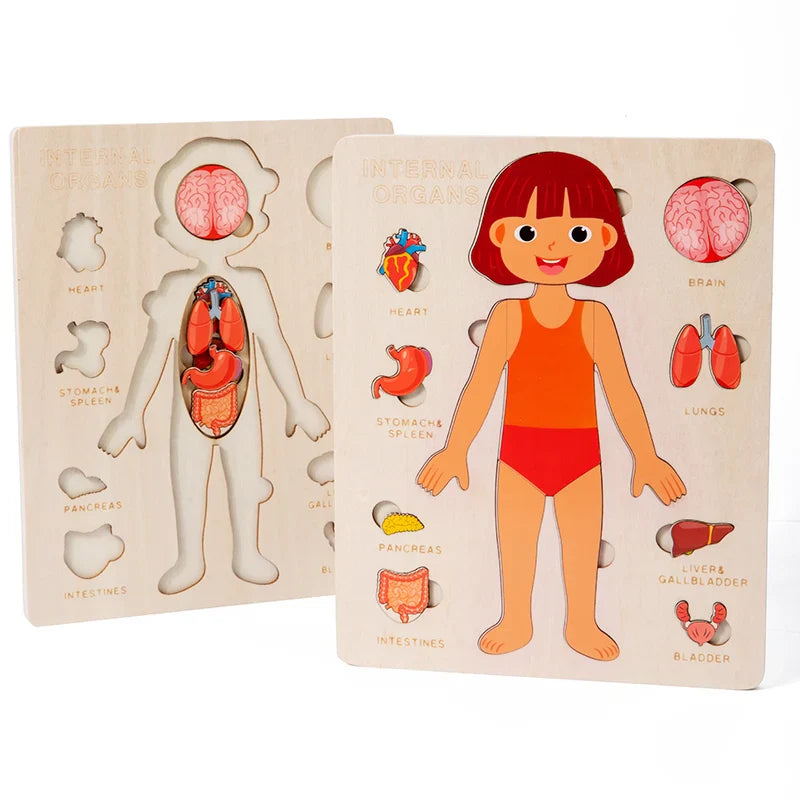 Kids Wooden Montessori Human Body Puzzle – Educational Anatomy Toy for Learning