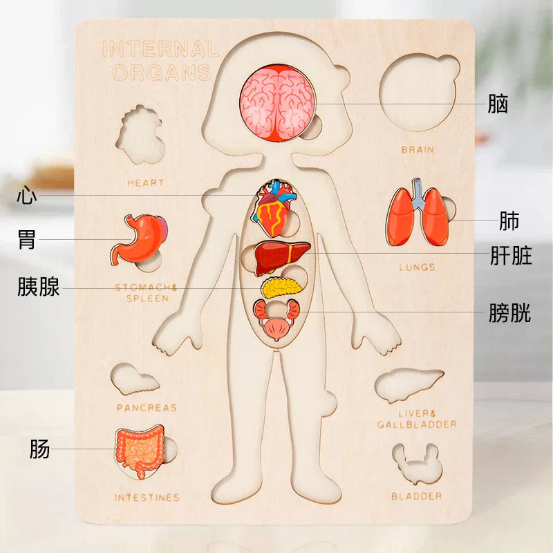 Kids Wooden Montessori Human Body Puzzle – Educational Anatomy Toy for Learning