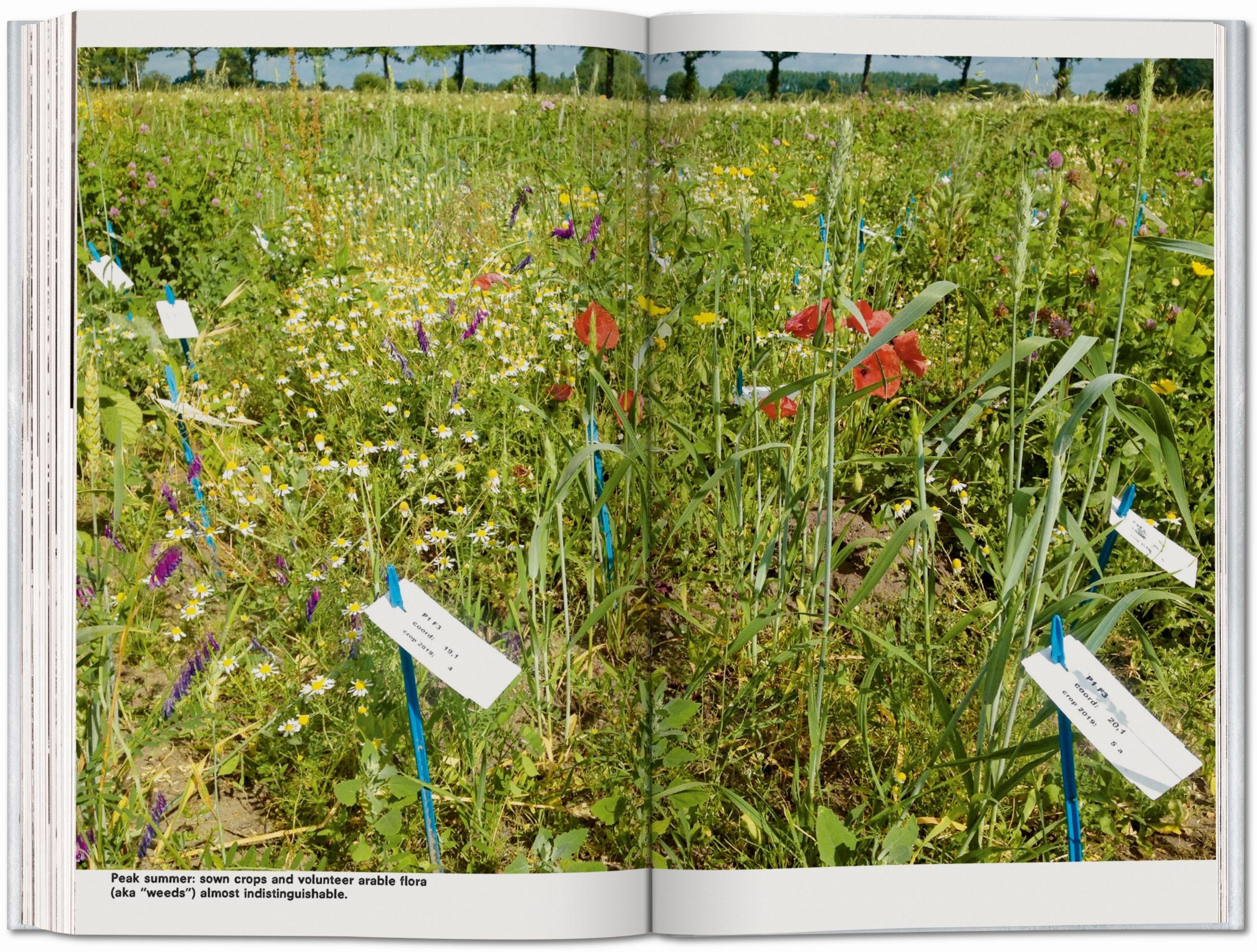 Koolhaas. Countryside, A Report (English)