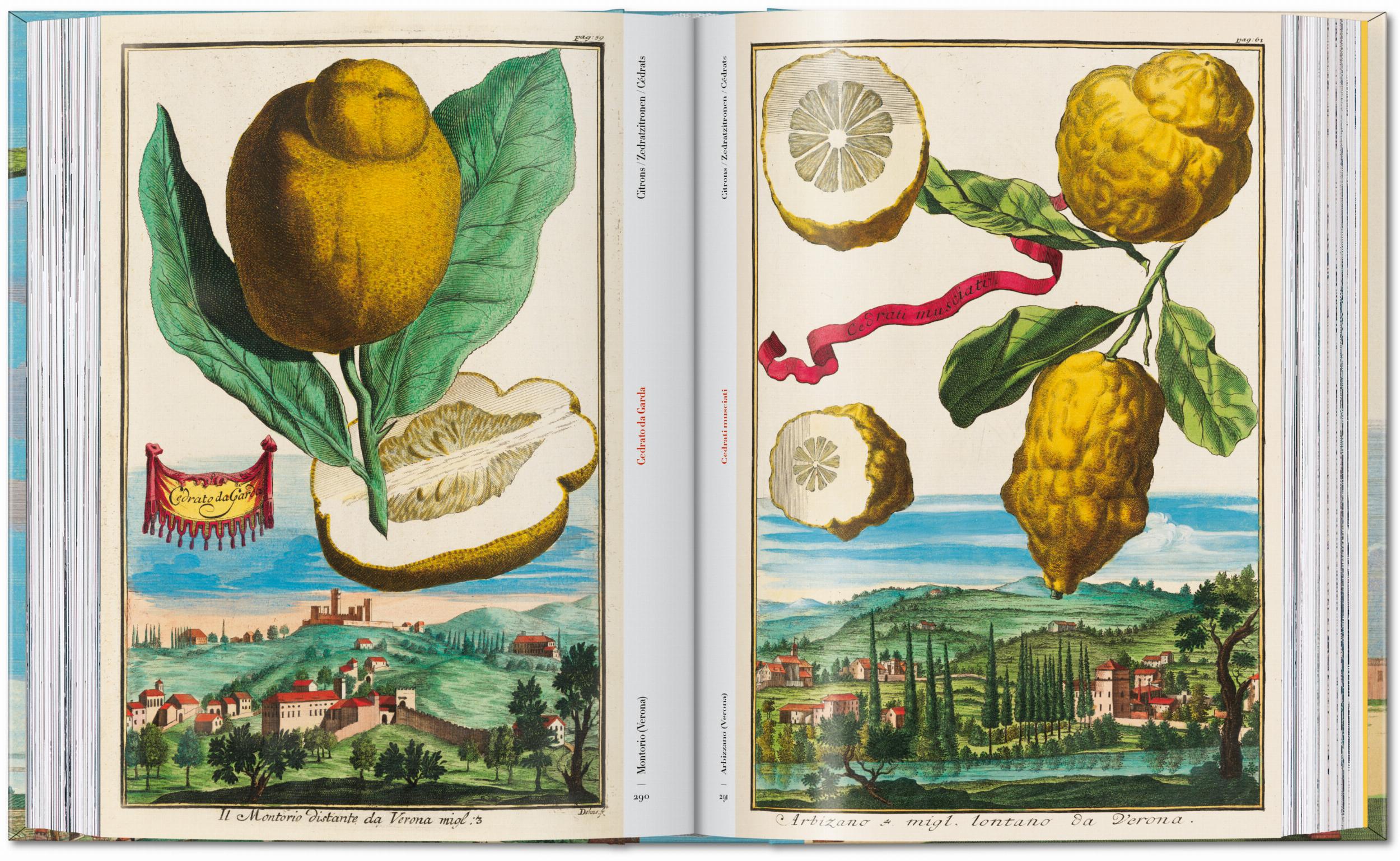 J. C. Volkamer. The Book of Citrus Fruits. 45th Ed. (German, French, English)