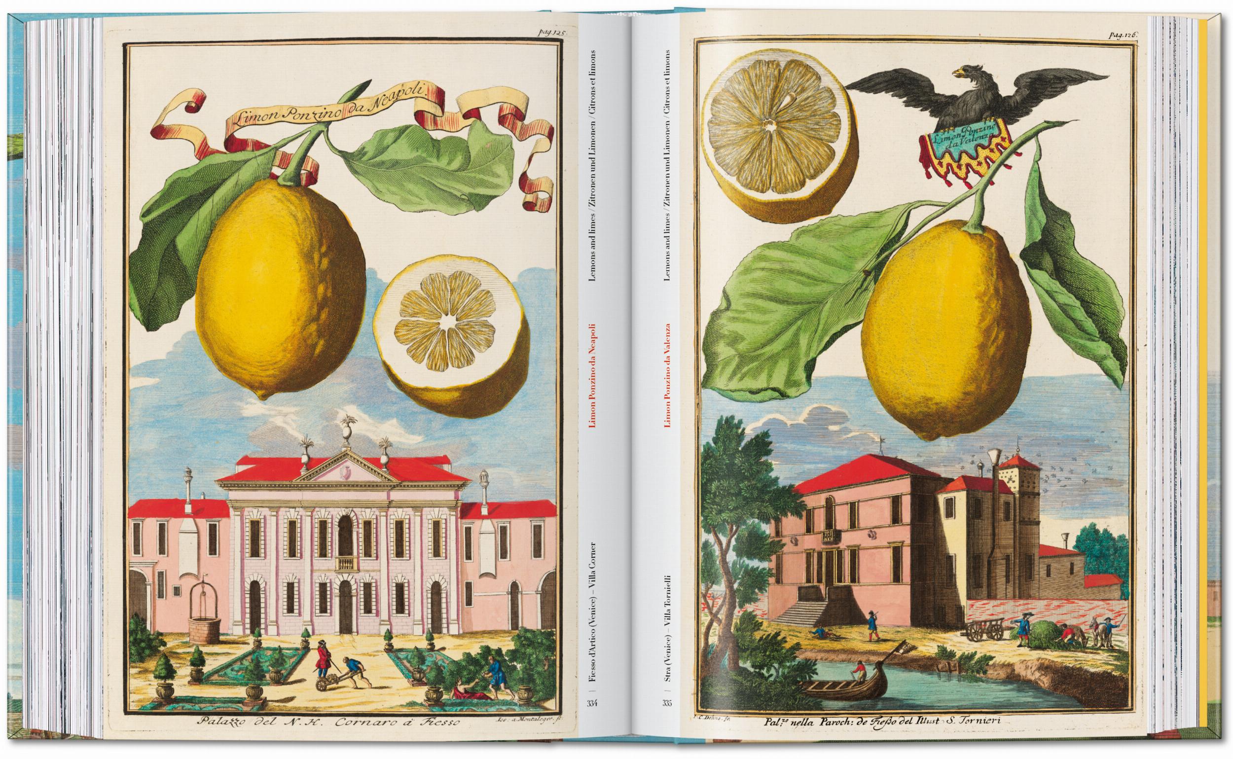 J. C. Volkamer. The Book of Citrus Fruits. 45th Ed. (German, French, English)