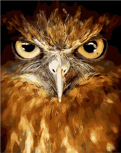 Owl Eyes