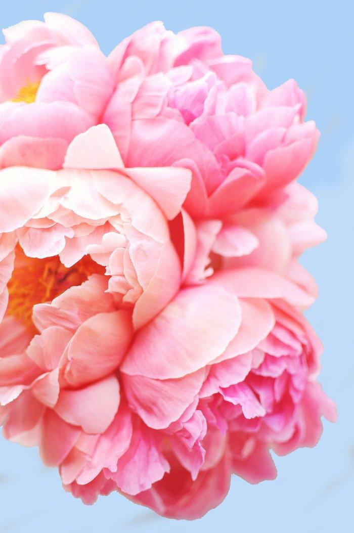 Pink Floral Art